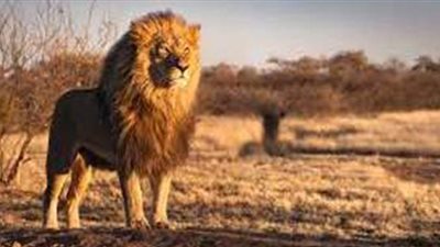 تفسير رؤية الأسد في المنام وعلاقته بالإصابة بالمرض وانتشار الطاعون