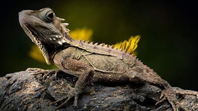 تفسير رؤية السحلية في المنام وعلاقته بالتخلص من الأعداء