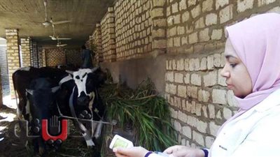 انطلاق حملة تحصين الماشية ضد الحمى القلاعية وحمى الوادي المتصدع بأسوان