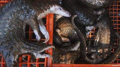 بعد كورونا.. الصين تحظر تجارة أو صيد 517 نوعاً من الحيوانات البرية