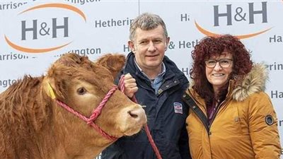 رقم قياسي جديد.. بيع أغلي بقرة في العالم بـ 360 ألف دولار