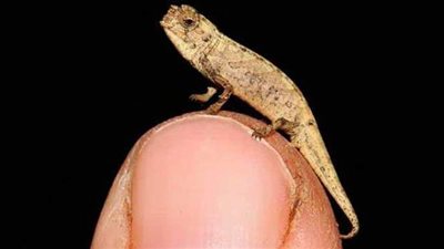 اكتشاف أصغر نوع من الزواحف في العالم | صور