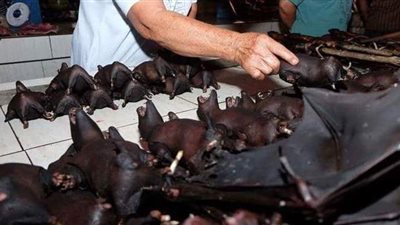 أشبه بالموت الأسود.. شبح جائحة أخطر من كورونا تخيم على البشرية