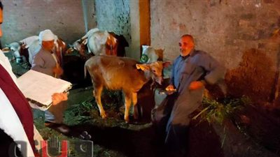 تحصين 7277 رأس ماشية من الحمى القلاعية والوادى المتصدع بالدقهلية