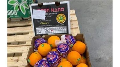 نجاح جهود الحكومة فى تصدير أولى شحنات البرتقال المصري إلى السوق البرازيلي