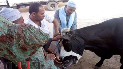 بيطري الأقصر يعلن جداول التحصين ضد الحمي القلاعية والوادي المتصدع