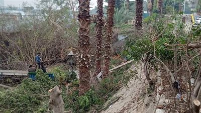 رفع كفاءة شارع النيل السياحي بالجيزة | صور