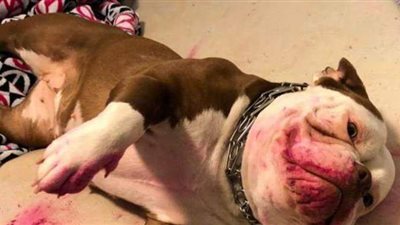 أمريكية تعيش اللحظة الأكثر رعبا في حياتها بسبب 