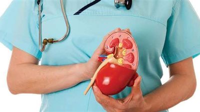 ٥ نصائح لتجنب أمراض الكلى و٤ طرق للاطمئنان عليها