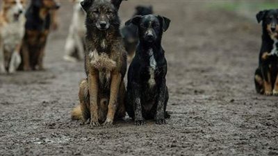 بدعم بريطاني.. الكلاب في إيران متهمة بخفض عدد السكان