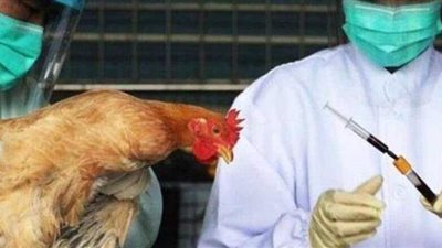 نفوق 50 ألف طائر.. دولة عربية تكتشف بؤرة لسلالة إنفلونزا الطيور