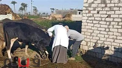 تحصين 3063 رأس ماشية ضد الحمى القلاعية والوادي المتصدع ببني سويف