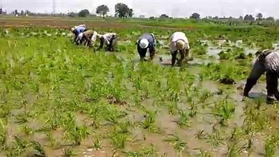 الوادى الجديد تصرح بزراعة الأرز الجاف لصغار المزارعين