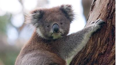 حيوان كوالا يتسبب في أزمة مرورية بأستراليا