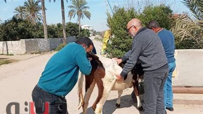 قوافل بيطرية مجانية بقرى الإسماعيلية | صور