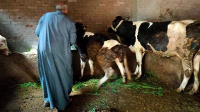 تحصين 19699 رأس ماشية ضد الحمى القلاعية والوادي المتصدع بالدقهلية