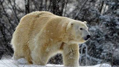 أثناء محاولة التزاوج.. دب قطبي يقتل أنثى من سلالته المهددة بالانقراض