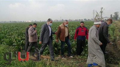 بدء توريد 250 ألف فدان بنجر لمصانع السكر بكفر الشيخ
