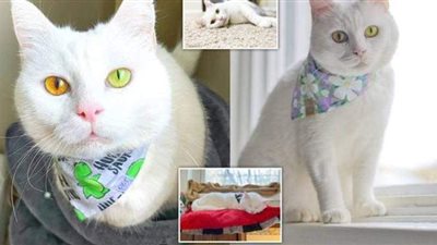 فسفوري في الشتاء.. قطة كندية تغير لون عينيها وفقا لحالة الطقس