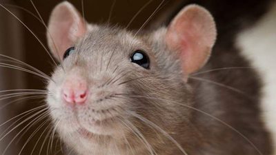 تفسير رؤية الفئران في المنام.. وعلاقته بالتخلص من الديون والأعداء