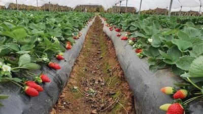 الحجر الزراعي يتوصل إلى اتفاق مع جامعة فلوريدا لخفض أسعار شتلات الفراولة