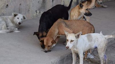 اليوم.. الحكم في دعوى الرفق بالحيوان لوقف قتل قطط وكلاب الشوارع