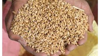 بدء برنامج صيانة القمح ومكافحة الفئران بالشرقية.. غدا