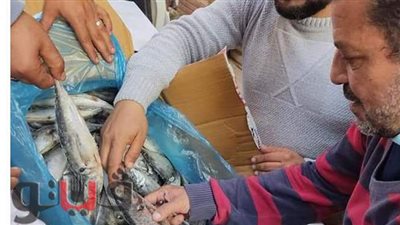 ضبط أسماك فاسدة داخل ثلاجة في الإسماعيلية | صور