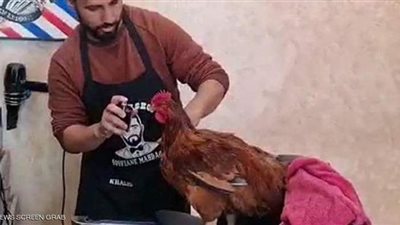 احتفالا بعيد ميلاده.. تعرف على قصة الديك المدلل داخل صالون حلاقة بالمغرب