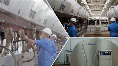 25 معلومة عن جهود إنشاء وتطوير مراكز الألبان تنفيذا لتكليفات الرئيس