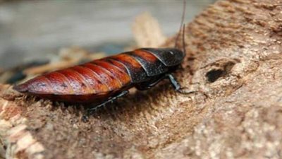 حديقة حيوانات أمريكية تمنح العشاق صرصورا باسم الحبيب في الفالنتين