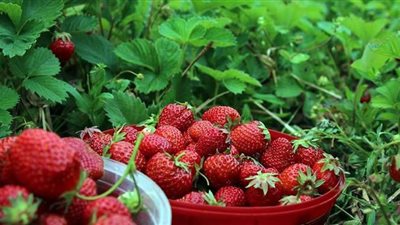 توت الأرض.. القليوبية تصدر للعالم أجود أنواع الفراولة.. المزارعون يعانون من الوسطاء والتجار.. والفرتونا والفريجو أشهر الأنواع