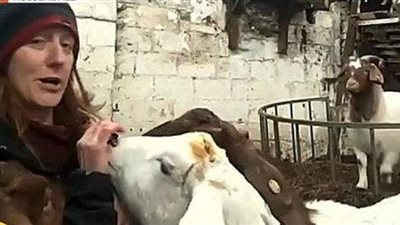 مكالمات فيديو مع الماعز..  بريطانية تبتكر طريقة لإنعاش مزارعها