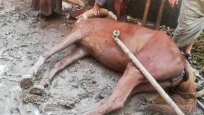 نفوق حيوانات صعقا بالكهرباء بسبب الأمطار في الشرقية (صور)