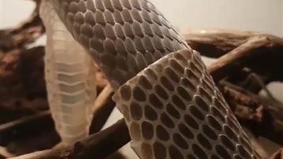 لحظة تخلص أفعى المامبا من جلدها (فيديو)