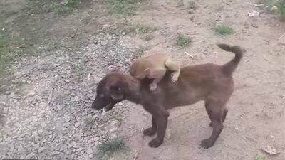 كلب ينقذ قردا تخلت عنه عائلته (فيديو وصور)