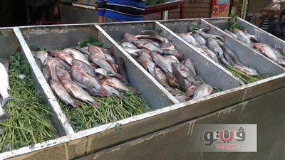 ارتفاع أسعار الأسماك في سوق فيصل بالجيزة