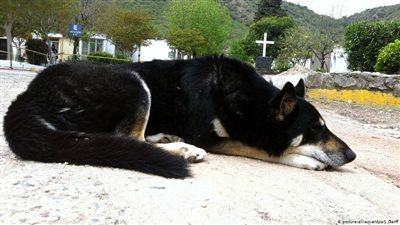 مقابر مشتركة للبشر وحيواناتهم المفضلة في ألمانيا