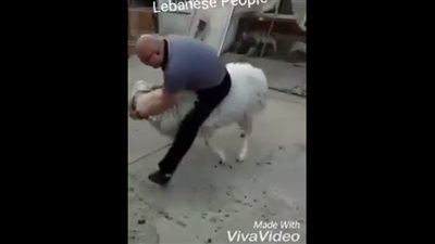 بالفيديو.. «خروف» يلقن رجلا حاول الركوب على ظهره «علقة ساخنة»