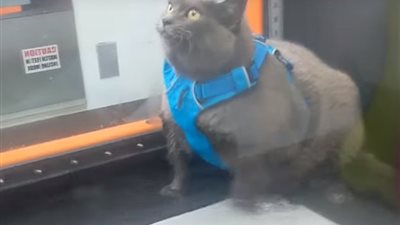 قط بدين يبتكر طريقة جديدة لممارسة الرياضة (فيديو وصور)