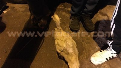 بالفيديو.. موقف طريف للحماية المدنية أثناء رفع أنقاض عقاري الإسماعيلية