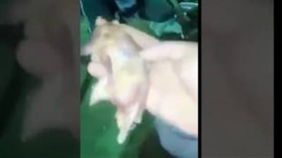 بالفيديو.. وجبة «قنافذ» تثير استياء السعوديين