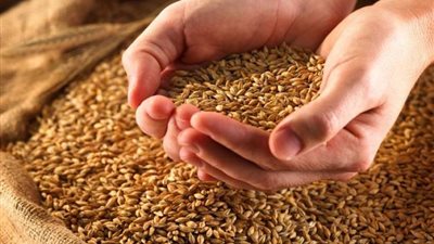 تحذيرات من زراعة تقاوي القمح المجهولة.. تهدد بانتشار الأمراض وخفض الإنتاجية