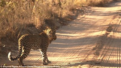 بالفيديو والصور.. «نمر» يطارد «سنجاب» فوق الأشجار