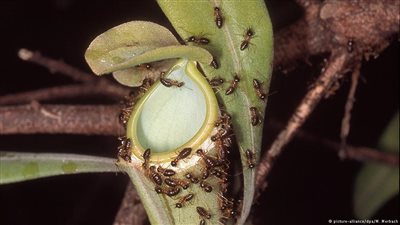 تعديل جيني لمكافحة أنواع شرسة من الحشرات