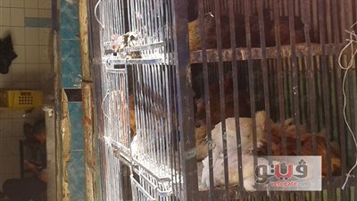 استقرار أسعار الدواجن.. و«البلدي» يسجل 40 جنيها للكيلو