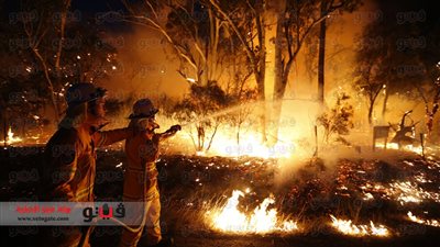 حرائق الغابات تقتل شخصا وتدمر 100 منزل بسيدني