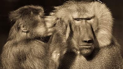 مصور يعرض الجانب العاطفي في حياة الحيوانات (صور)