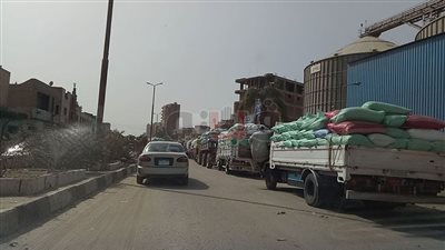 زراعة الدقهلية: 43 ألفا و613 طن قمح بالصوامع والشون (صور)