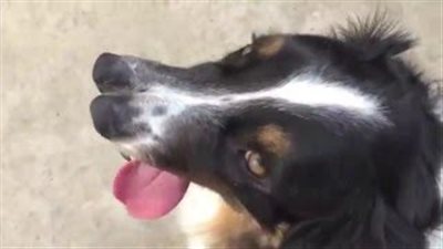 بالفيديو.. حالة نادرة لكلب بـ«أنفين»